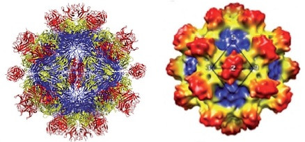 J. Chroboczek et al.,  Acta Biochimica Polonica 61 (2014) 531