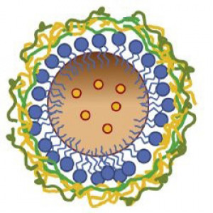 K. Podgórna et al., Colloids and Surfaces A: Physicochemical and Engineering Aspects 505 (2016) 132