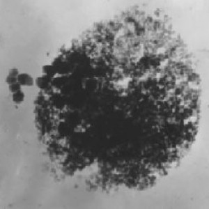 L. Zhang et al., Colloids and Surfaces A: Physicochem. Eng. Aspects 302 (2007) 219