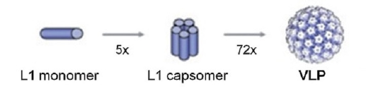 J. Chroboczek et al.,  Acta Biochimica Polonica 61 (2014) 531