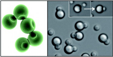 S. Sacanna et al., Soft Matter 7 (2011) 1631