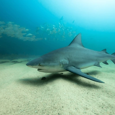 Mimicking Shark Skin to Create Clean Cutting Boards