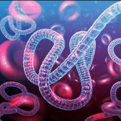 University of Minnesota Scientists Advance Nanobody Technology to Combat Deadly Ebola Virus