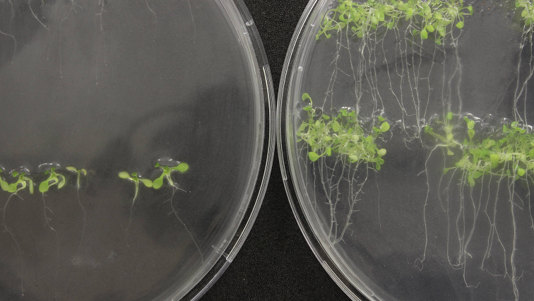 Biomedicine Shows the Way to Future Food Crops