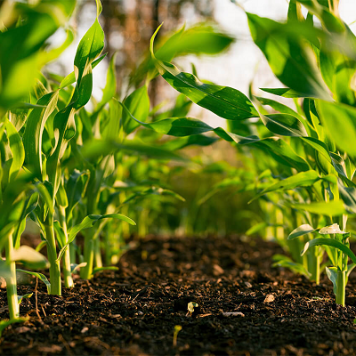 Illinois Researchers Develop Next-generation Organic Nanozymes and Point-of-use System for Food and Agricultural Uses