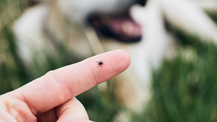 Copper/Graphene Nanoparticles Show Promise Against Ticks