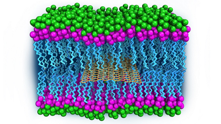 Insights into‎ Graphene Oxide Diffusion Mechanism along Cell Membranes