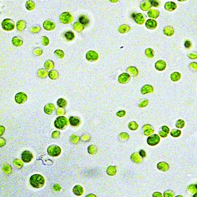 Can Living Microalgae Help Fight Climate Change? Hint: Nano-electricity!