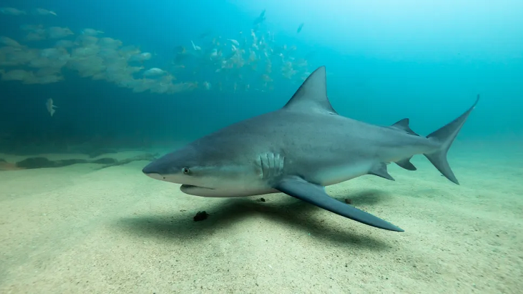 Mimicking Shark Skin to Create Clean Cutting Boards