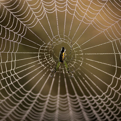 Inspired by Spiders: Antiadhesive Nanostructured Comb for Taming Unruly Nanofibers