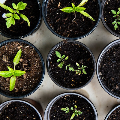 This Ground-breaking Fertiliser Nano-coating Pushes Back the Boundaries of Agriculture